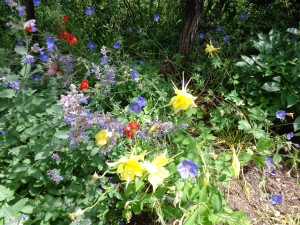 Columbine and mountain flowers near Aspen. "Consider the lilies of the field..."